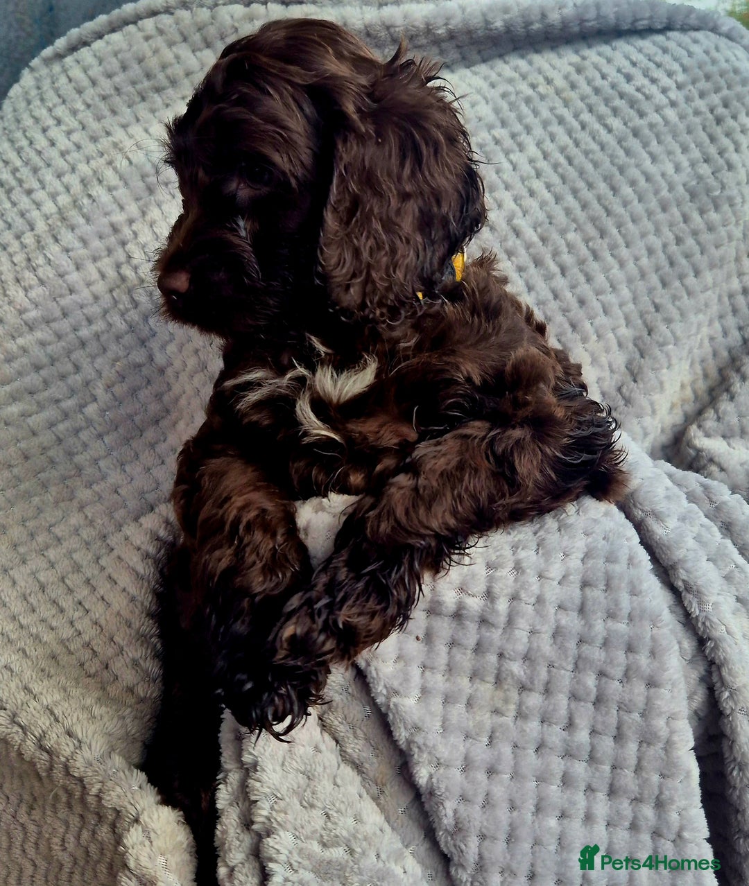 Sproodle dogs for sale: Sproodle puppies *ready on Wednesday* - Image 4
