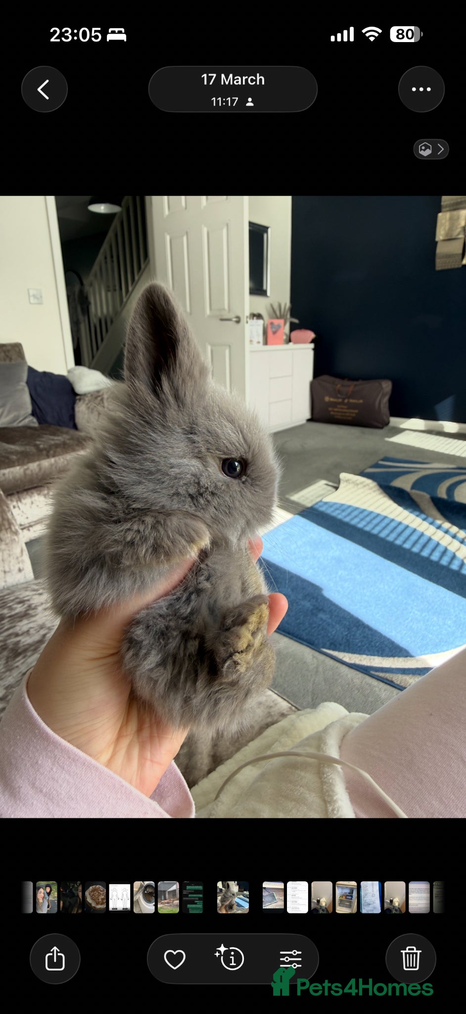 Mini Lion Lop rabbits 2 Stunning Mini Lion Lops For Sale - Advert 1