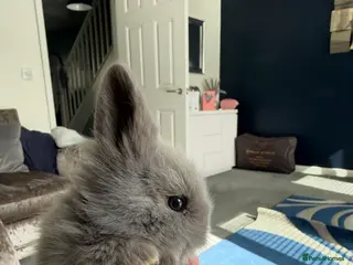 Mini Lion Lop rabbits 2 Stunning Mini Lion Lops For Sale - Advert 1