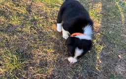 Border Collie dogs for sale: 10 Beautiful Border Collie Puppies - Image 24