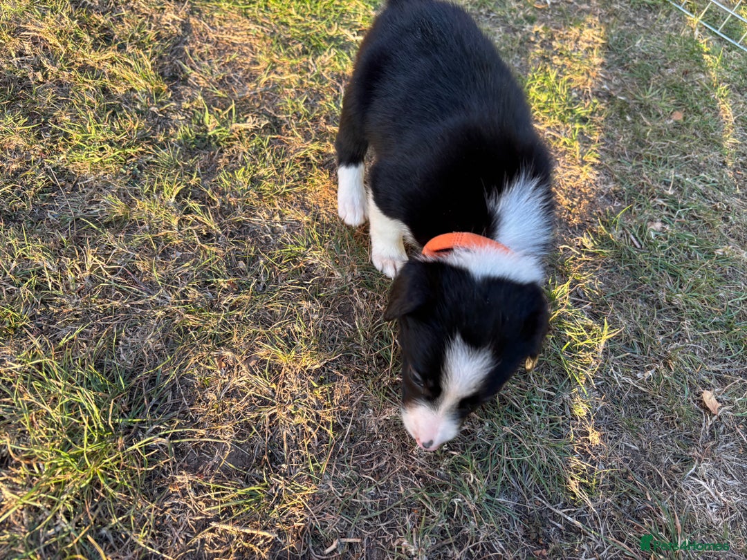 Border Collie dogs for sale: 10 Beautiful Border Collie Puppies - Image 24