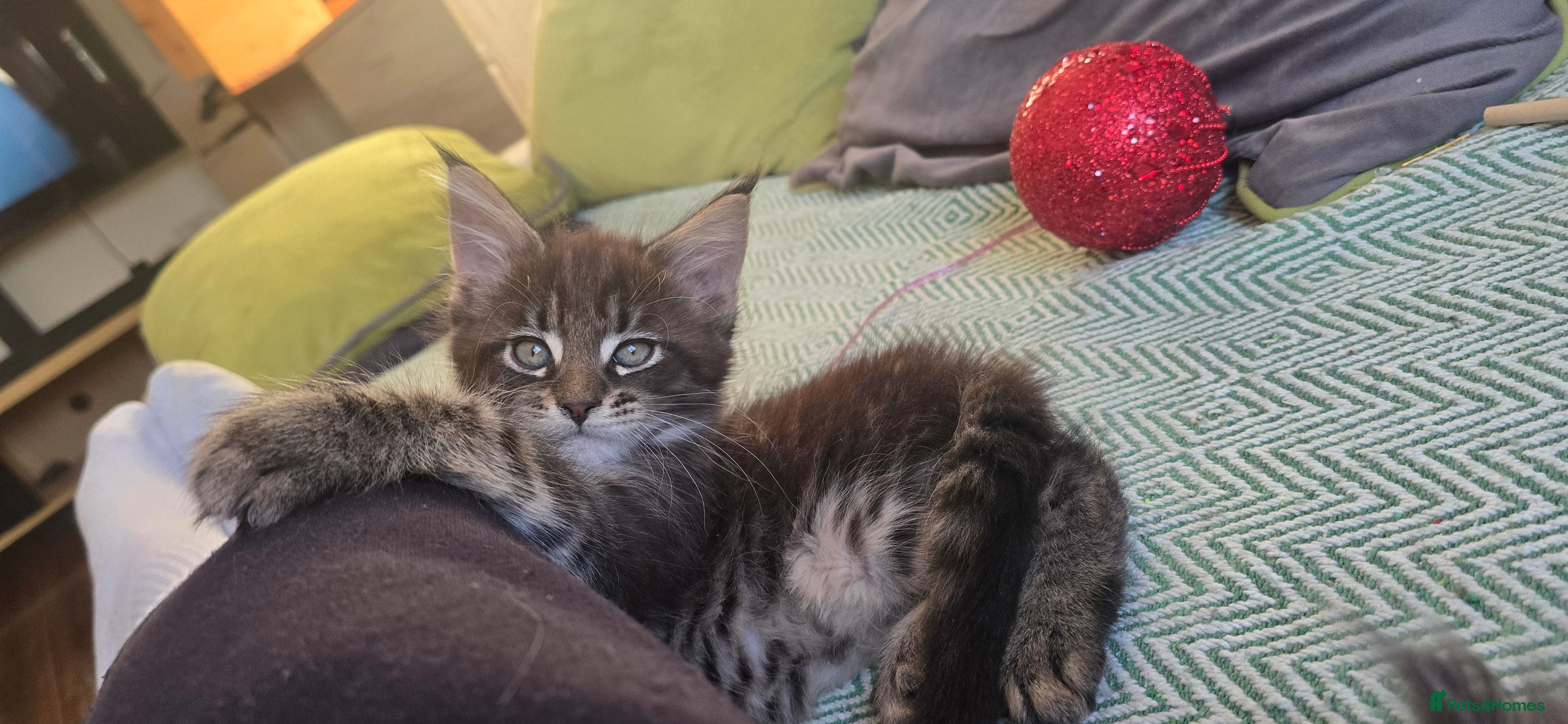 Maine Coon cats Maine Coon Kittens  - Advert 8