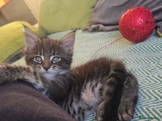 Maine Coon cats Maine Coon Kittens - Advert 2