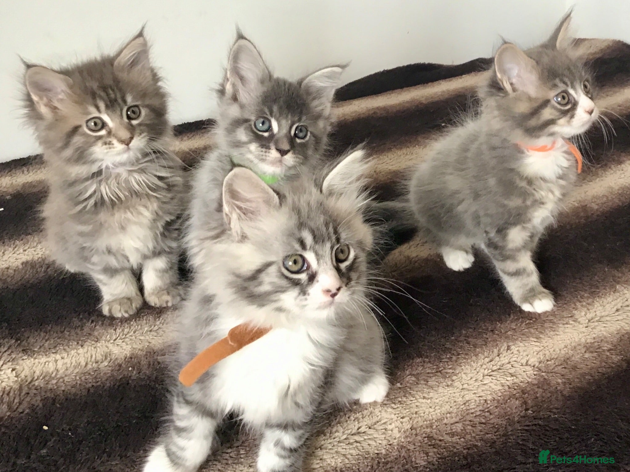 Maine Coon cats Bundles of maincoon fun  - Advert 1