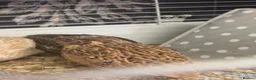 Quail poultry for sale: Male Quails ready to leave  - Advert 3