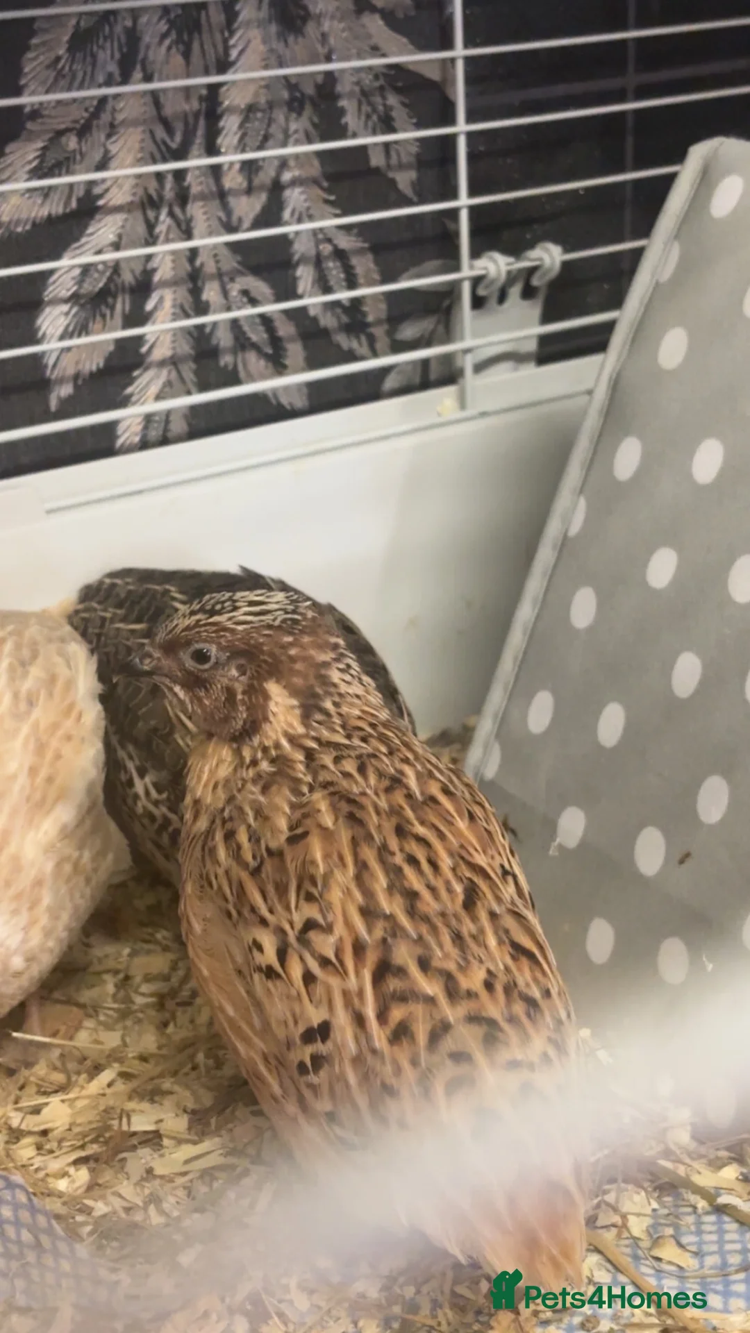 Quail poultry for sale: Male Quails ready to leave  - Advert 3