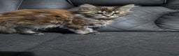 Maine Coon cats for sale: Pure Maine Coon kittens  - Advert 4