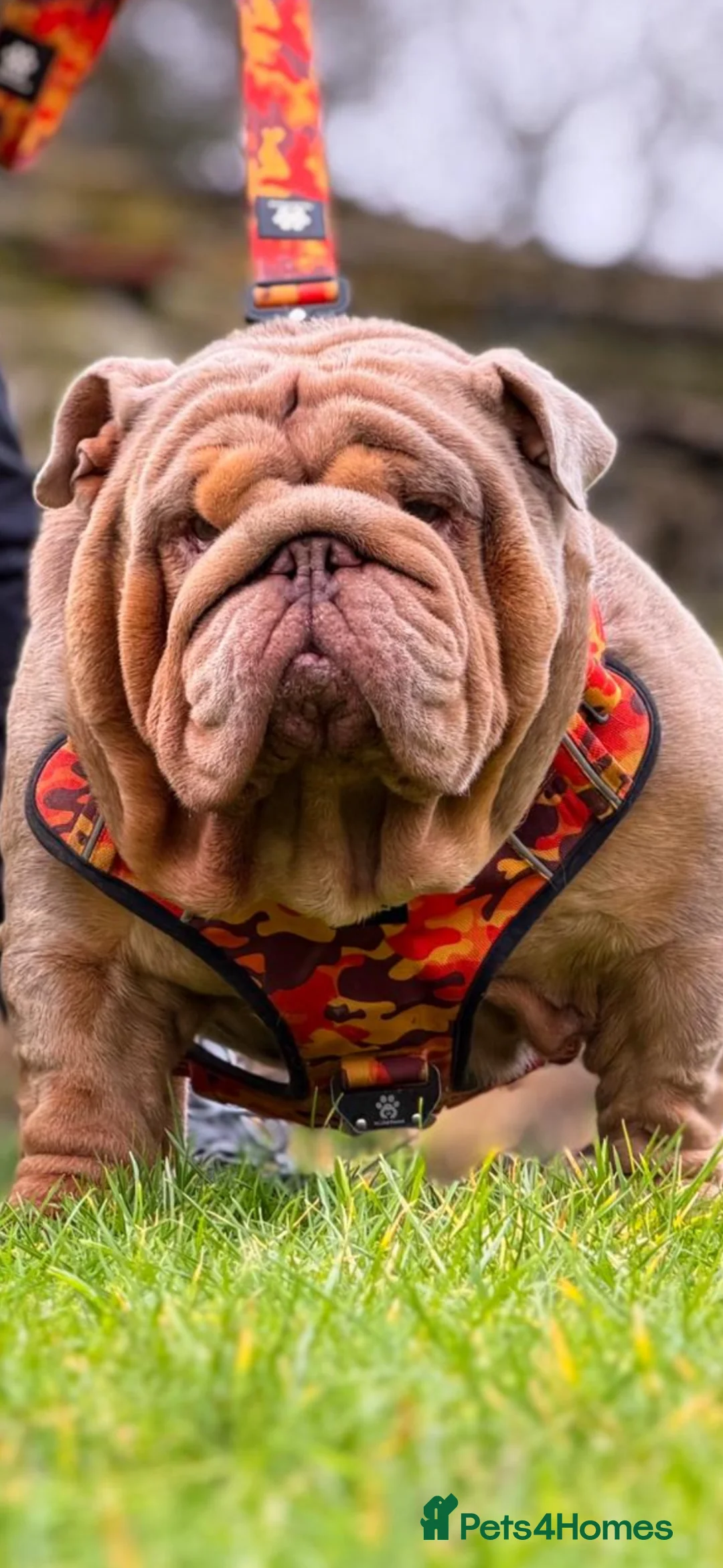 English Bulldog dogs for sale: English bulldog puppies  - Advert 2