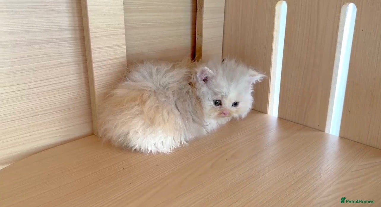 Selkirk Rex cats Beautiful litter of longhair Selkirk Rex kittens - Advert 11
