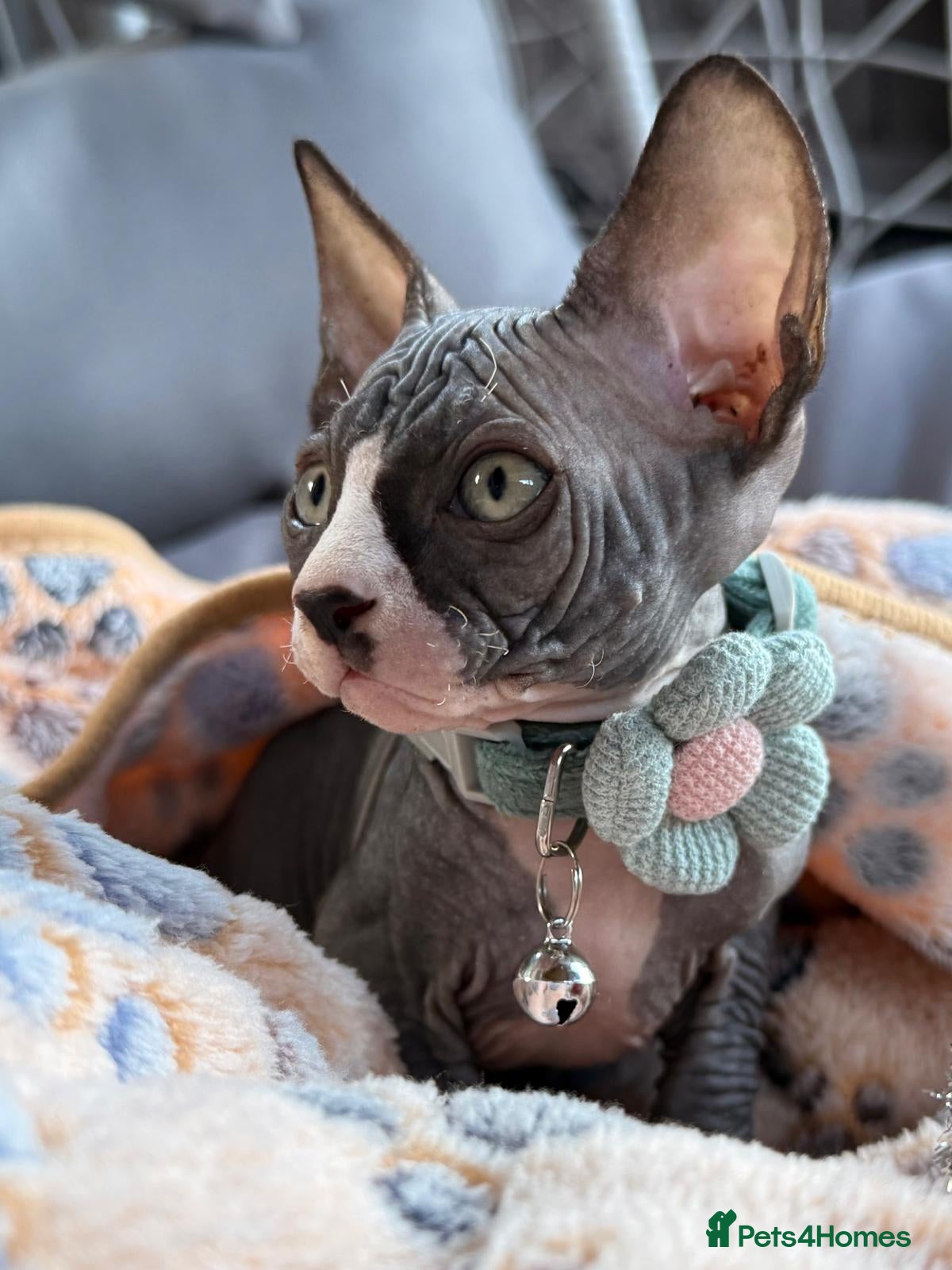Sphynx cats Beautiful Sphynx Kitten – 1 Boy Available - Advert 6