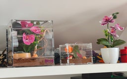 Spiders invertebrates for sale: 3 x female young adult jumping  spiders phidippus - Image 10