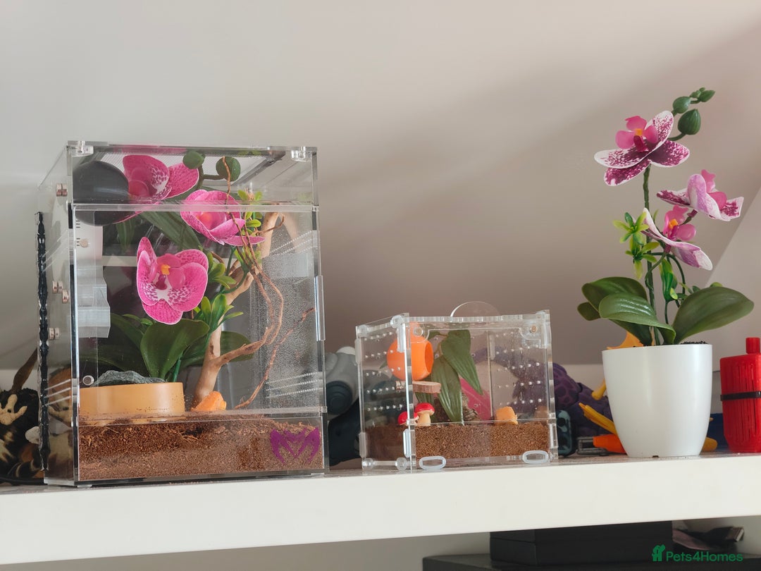 Spiders invertebrates for sale: 3 x female young adult jumping  spiders phidippus - Image 10