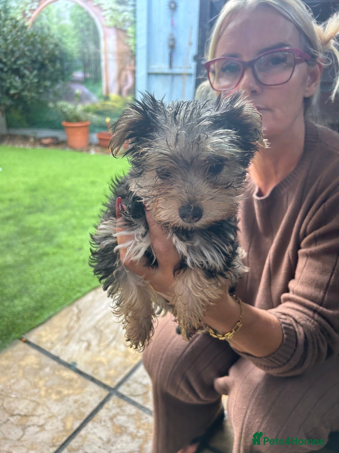 Yorkshire Terrier dogs for sale: Yorkshire terriers 1 boy 3 girls - Image 18