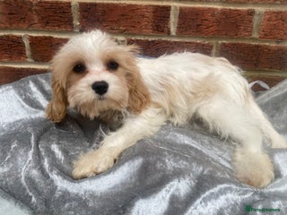 Cavapoo dogs DNA clear parents/grandparents BVA heart/eyes - Advert 10