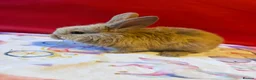 Lionhead rabbits for sale: Lion head mix rabbit  in Reading - Advert 5