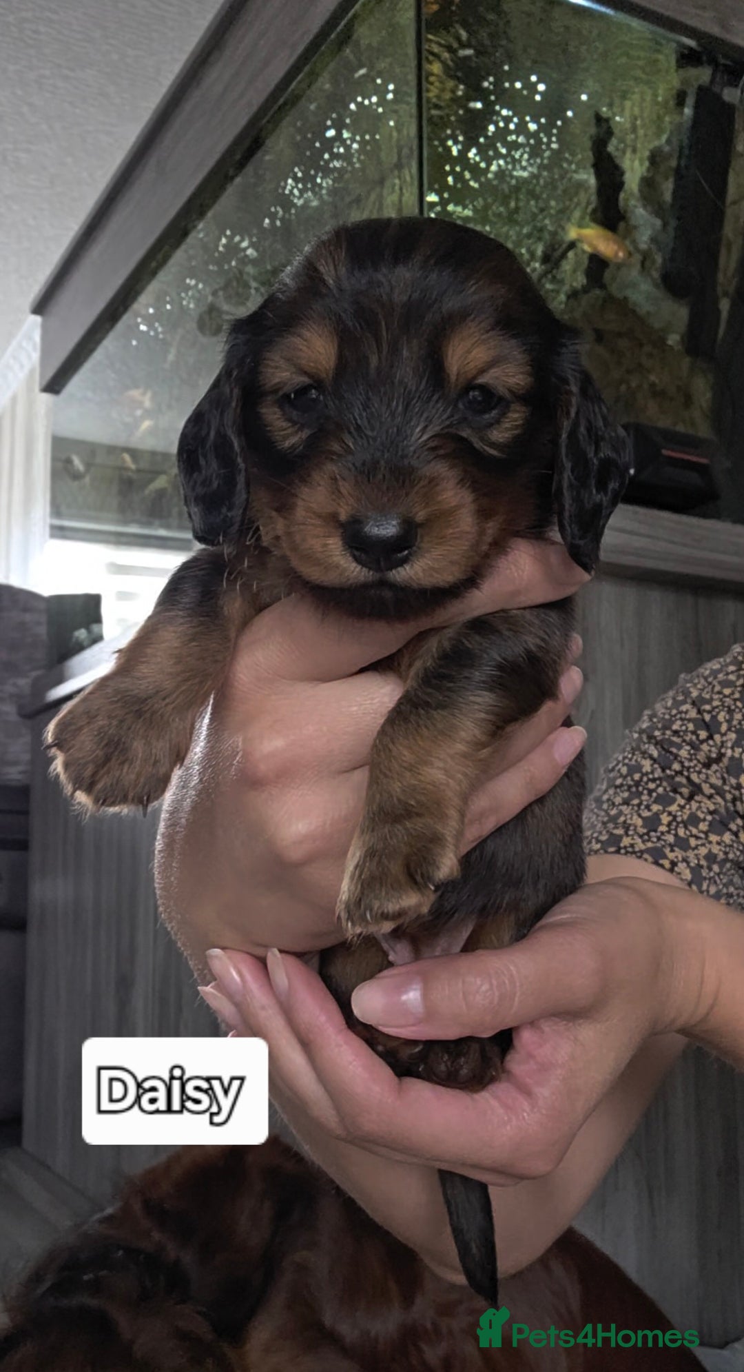 Dachshund dogs for sale: Red long-haired standard dachshund puppies - Image 10