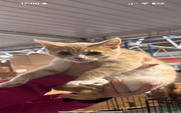 Mixed Breed cats for sale: Lovely male kitten  - Image 3