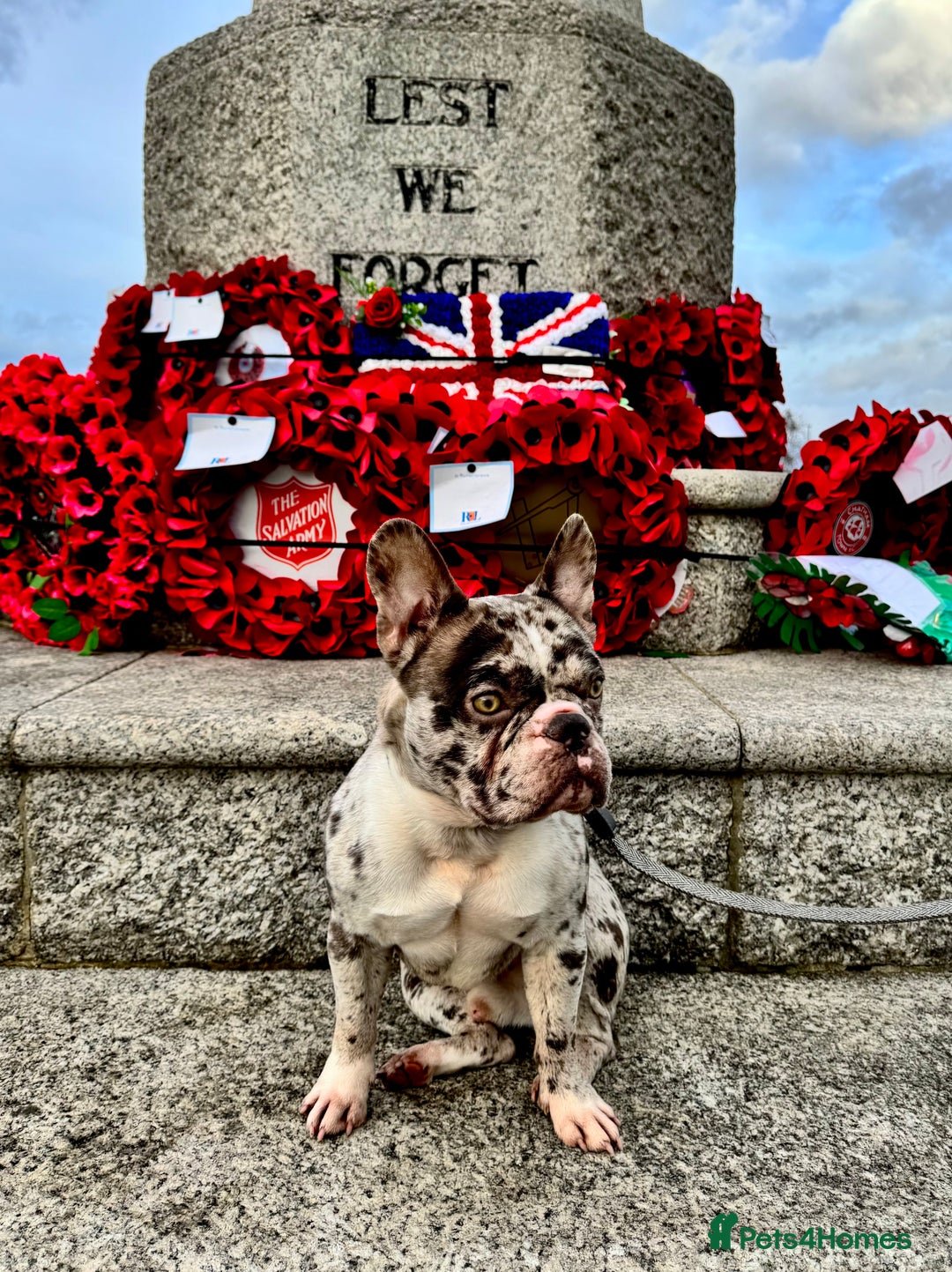 French Bulldog dogs for sale: French bulldog - Advert 4