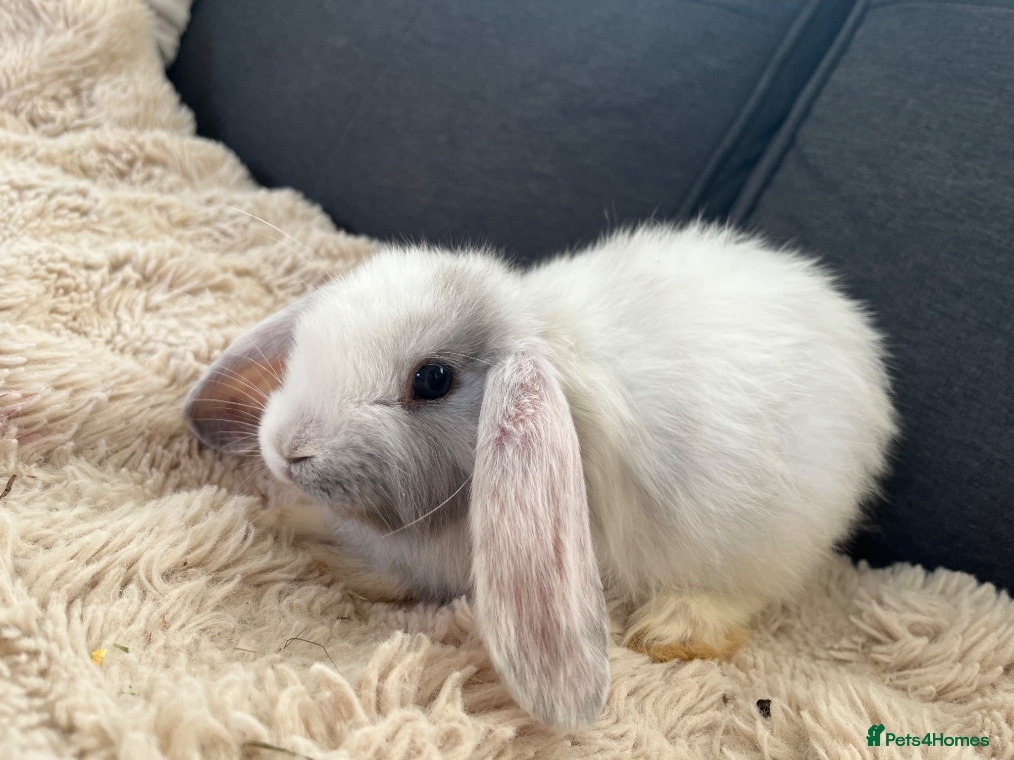 Mini Lop rabbits Bunny’s looking for their forever homes 🏡🐰 - Advert 2