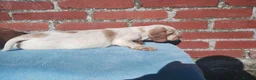 Cocker Spaniel dogs for sale: Cocker Spaniel Puppies Top Quality - Advert 5
