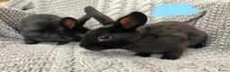 Rex rabbits for sale: Beautiful velvet mini Rex & Rex rabbits - Advert 13