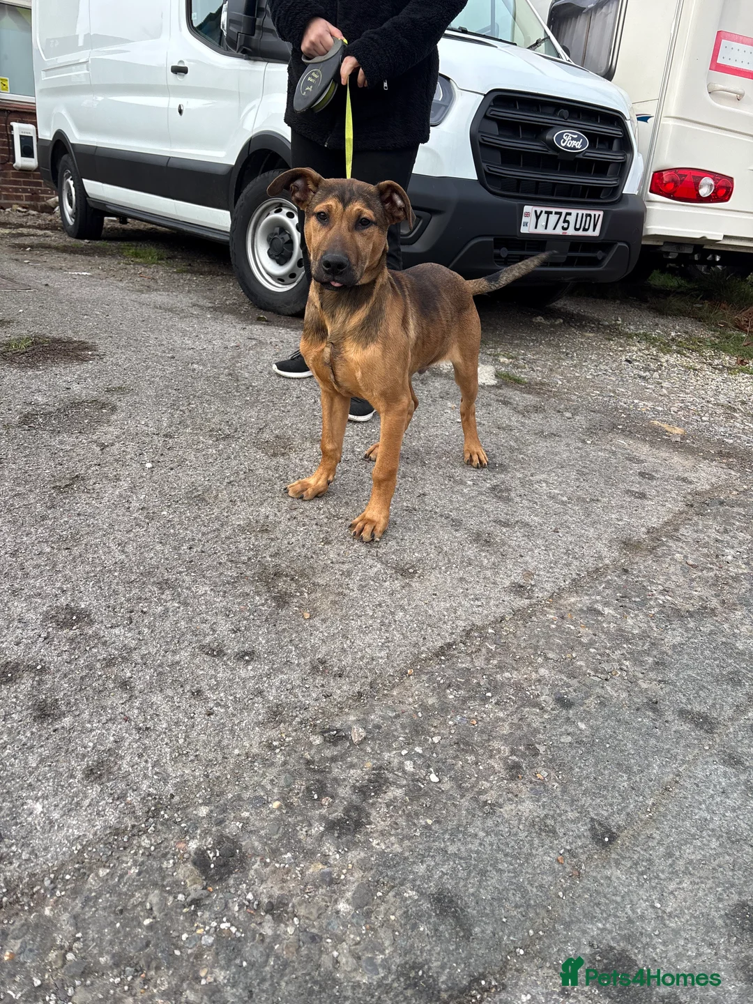 Belgian Shepherd Dog dogs for sale: ENVI 💥 BERRY 2 - Advert 2
