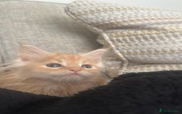 Maine Coon cats for sale: Ginger Maine coon kitten  - Image 6