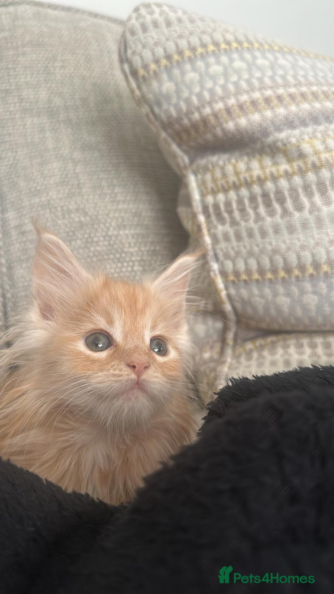 Maine Coon cats for sale: Ginger Maine coon kitten  - Image 6