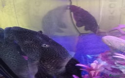 Plecos fish for sale: 2 friendly very large pkecos - Image 2