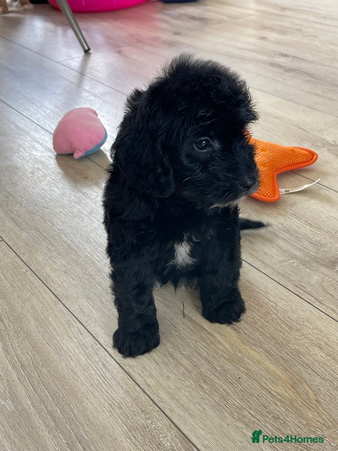 Cockapoo dogs for sale: F1 cockapoos - Image 32