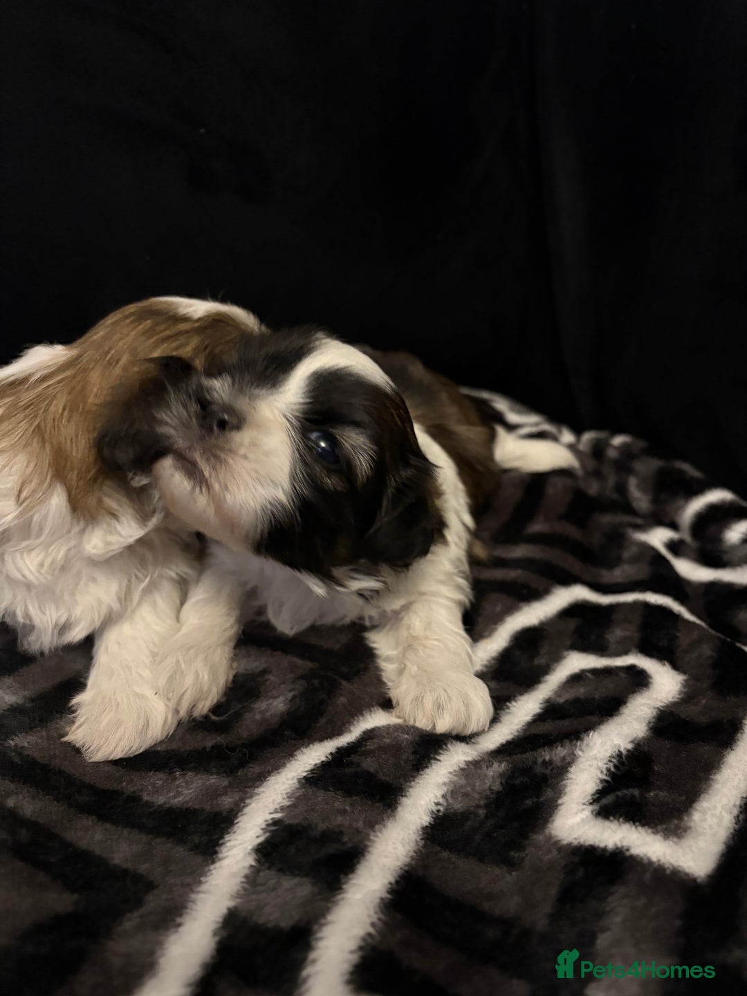 Shih Tzu dogs for sale: 2 female Shih Tzu puppies  - Advert 6