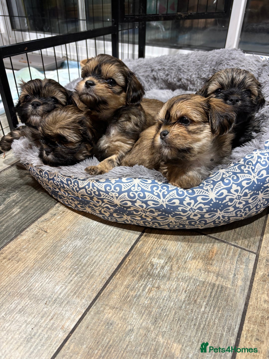 Shih Tzu dogs for sale: Beautiful Shih Tzu puppies - Image 17
