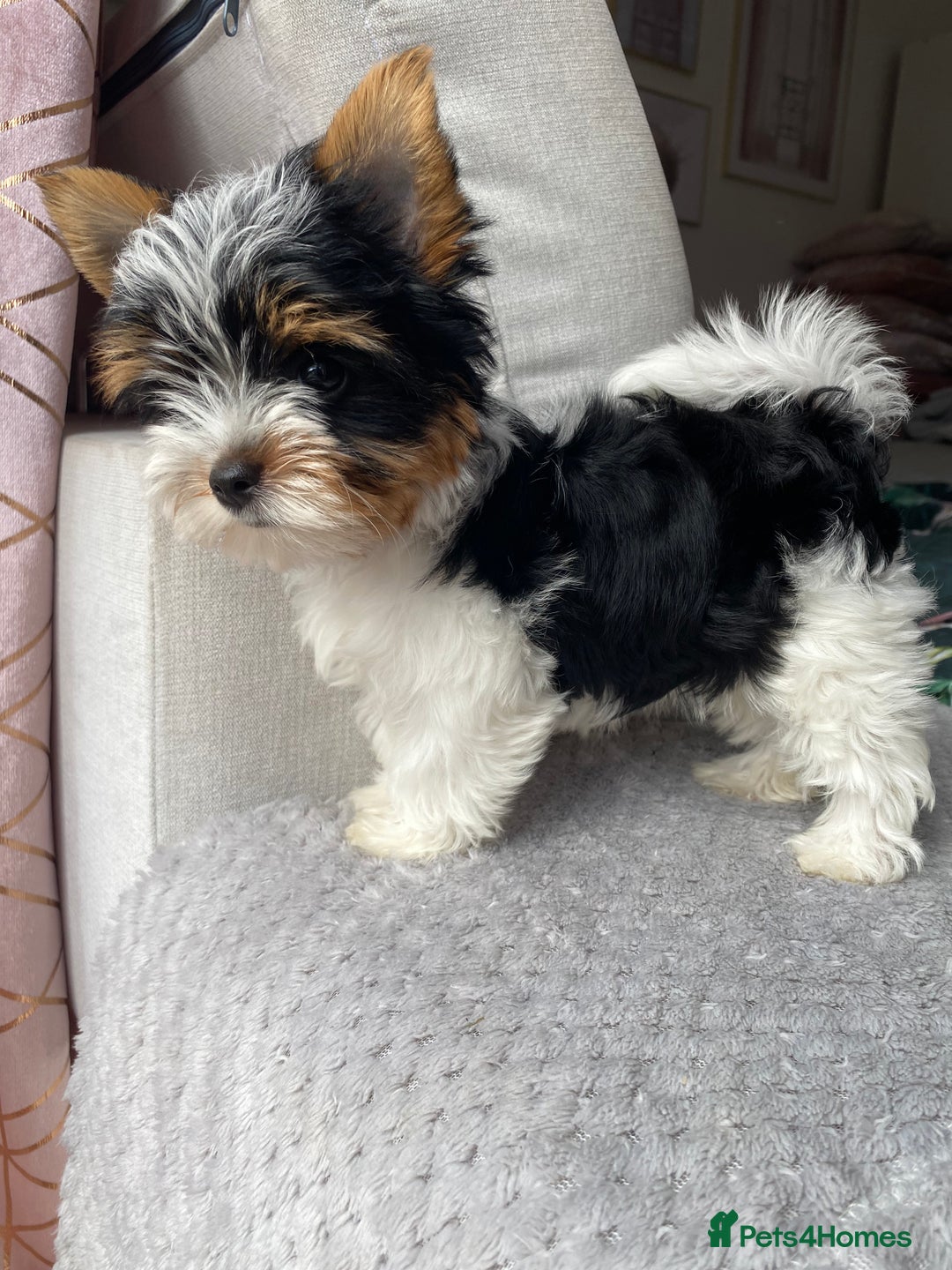 Yorkshire Terrier dogs for sale: Beautiful very small xxxs Biewer Yorkshire Terrier - Image 40
