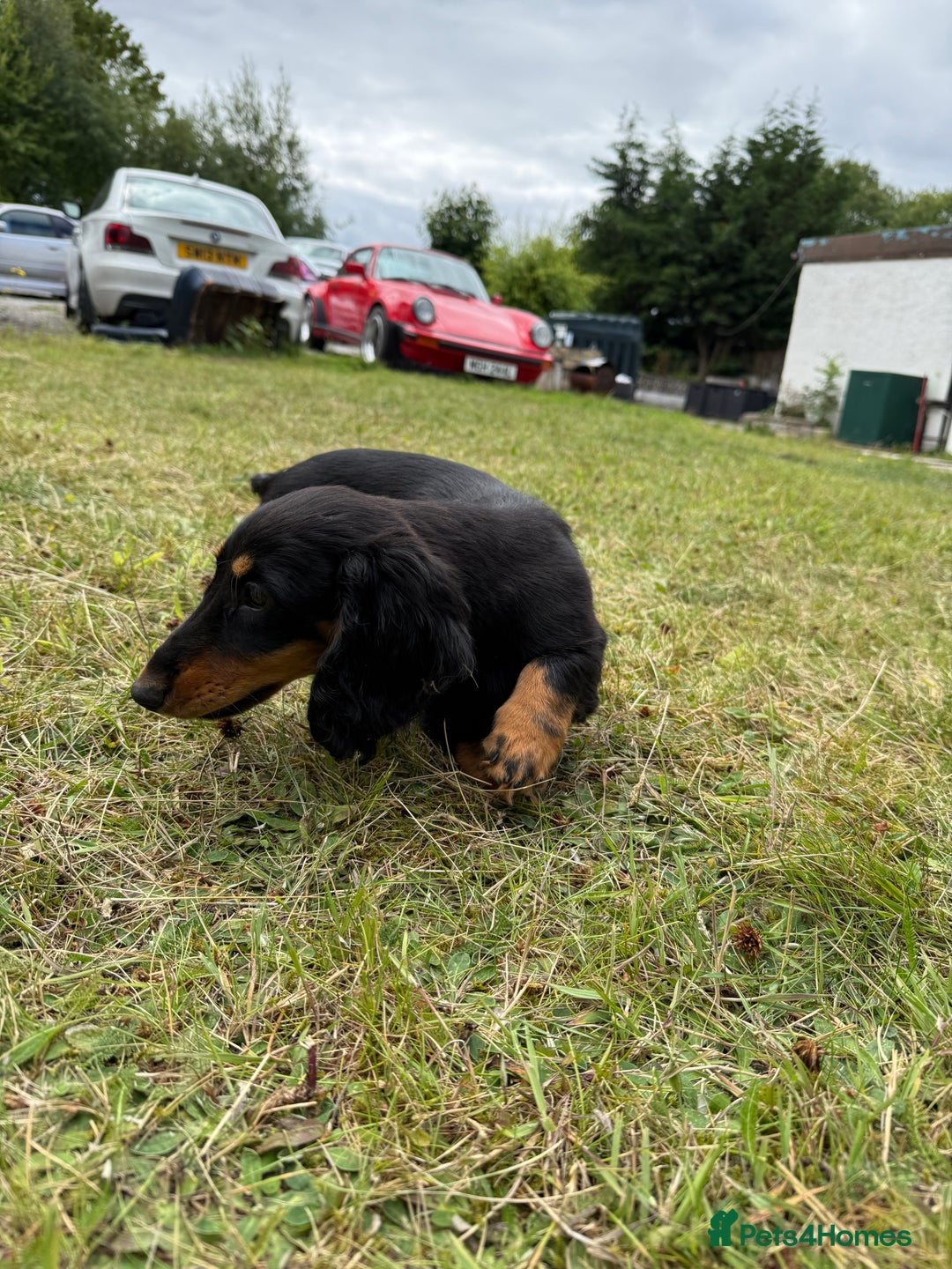 Dachshund dogs for sale: Long Coated Standard Dachshund - Crufts Potential - Image 11
