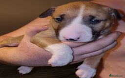 English Bull Terrier dogs for sale: English bull terrier  - Image 25