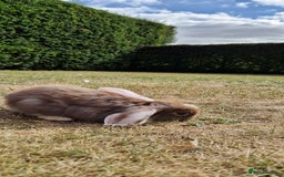 English Lop rabbits for sale: 6 adorable bunnies £60 each ready for a fun home  - Image 9