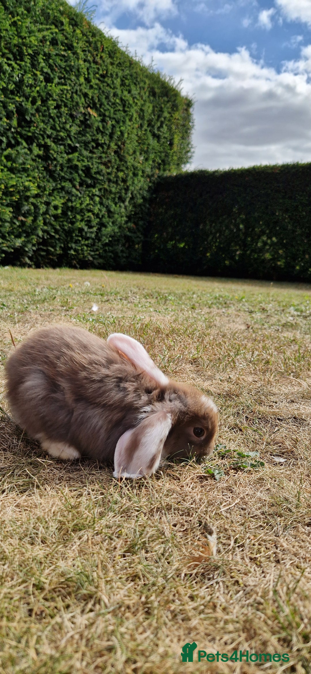 English Lop rabbits for sale: 6 adorable bunnies £60 each ready for a fun home  - Image 9