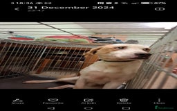 Foxhound dogs for sale: 4 year old boy - Image 1