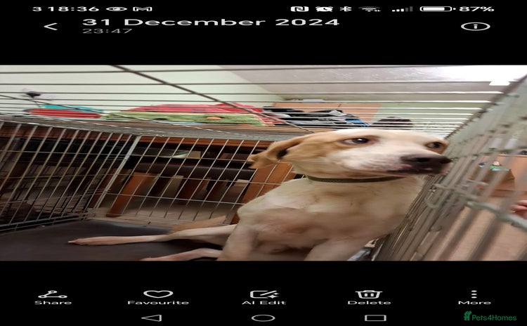 Foxhound dogs - Advert 1