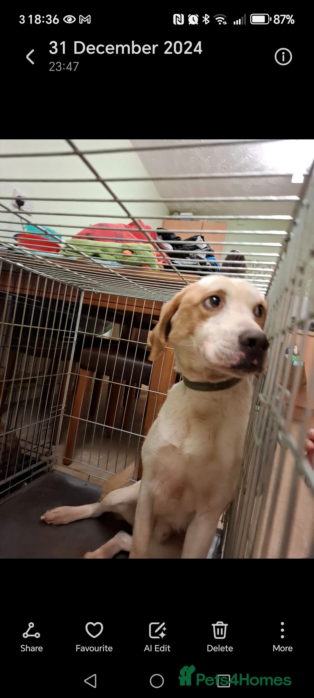 Foxhound dogs for sale: 4 year old boy - Image 1