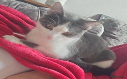 American Shorthair cats for sale: Female Short Hair - Image 2