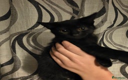 British Shorthair cats for sale: Moggy Kittens for sale - Image 4