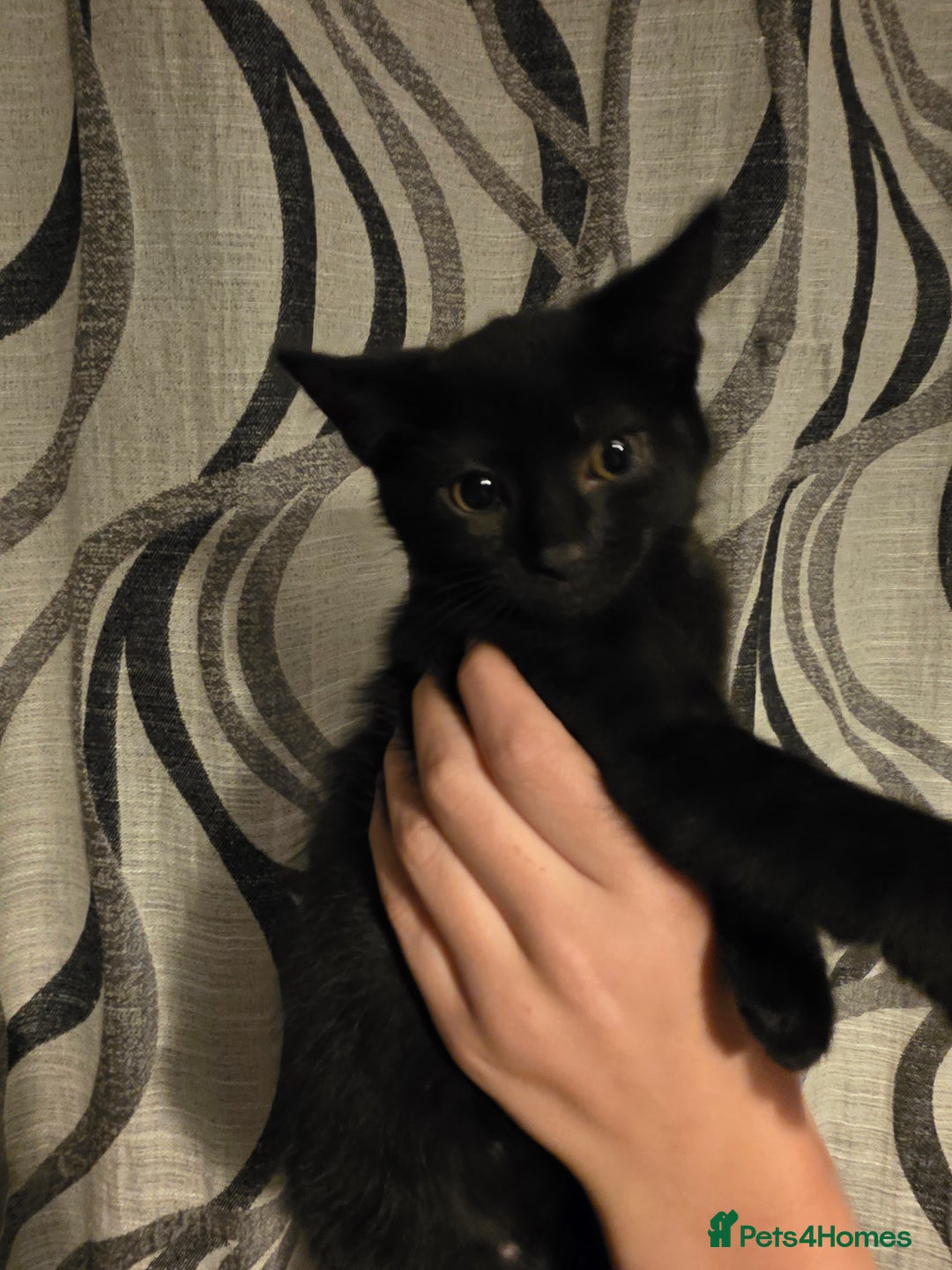 British Shorthair cats for sale: Moggy Kittens for sale - Image 4