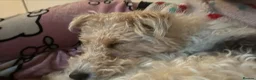 Fox Terrier dogs for sale: 2 year old fox terrier for sale in Walsall - Advert 2