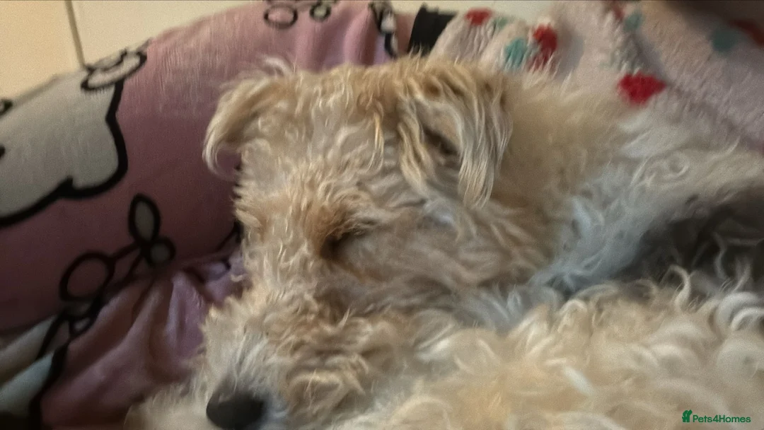 Fox Terrier dogs for sale: 2 year old fox terrier for sale in Walsall - Advert 2
