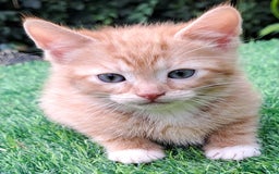 Mixed Breed cats for sale: Gorgeous Ginger Maine Coon x Kittens - Image 12