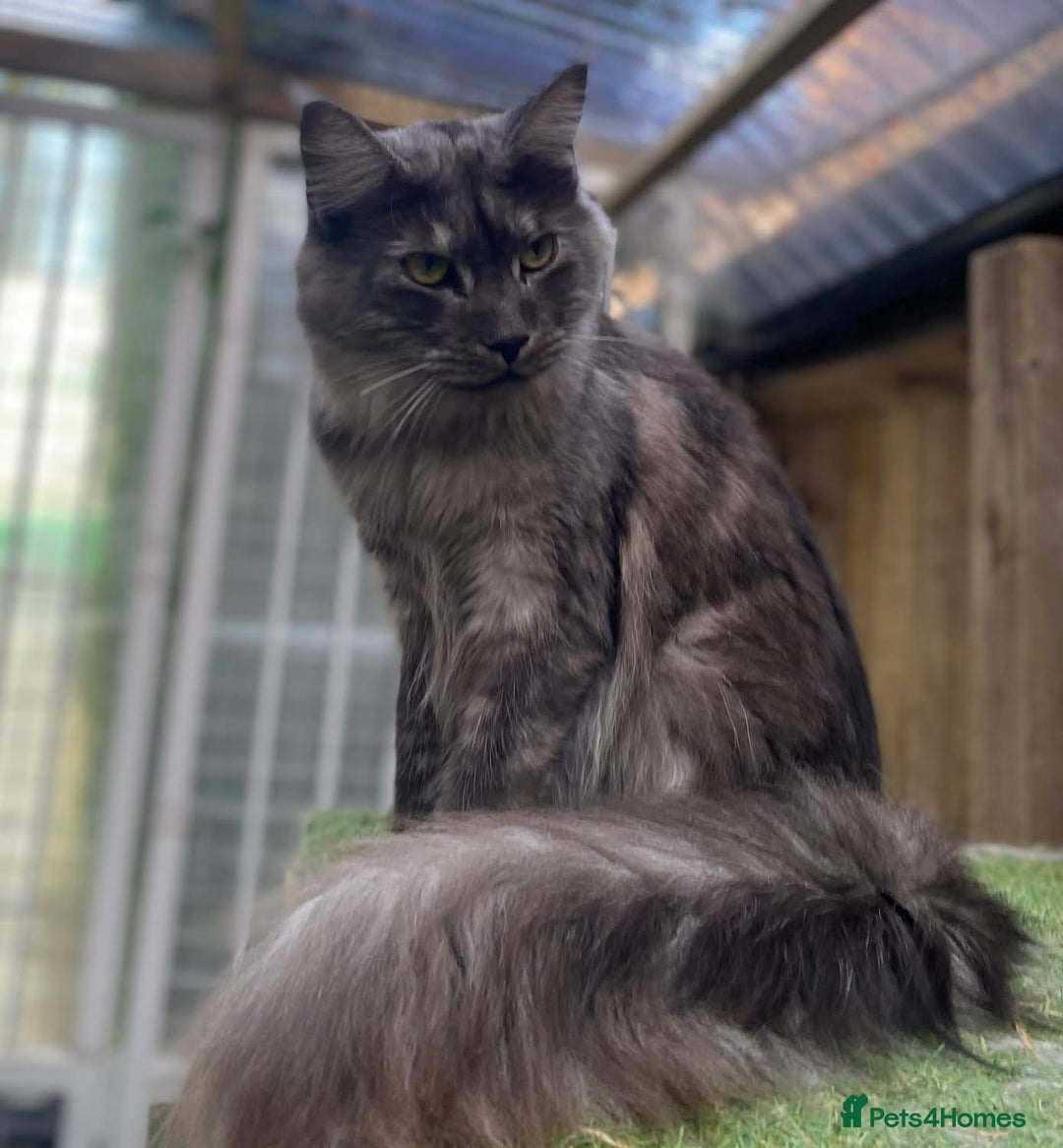Maine Coon cats for sale: Beautiful retired girls  - Image 8