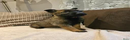 Mixed Breed dogs for sale: German Shepherd x Belgian Malinois - Advert 1