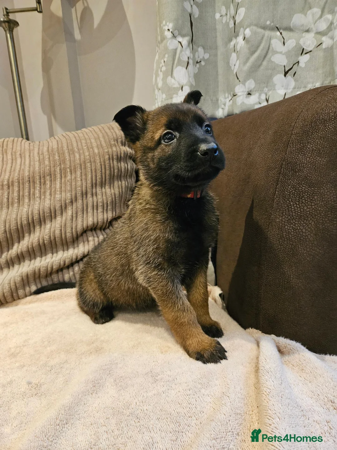 Mixed Breed dogs for sale: German Shepherd x Belgian Malinois - Advert 1