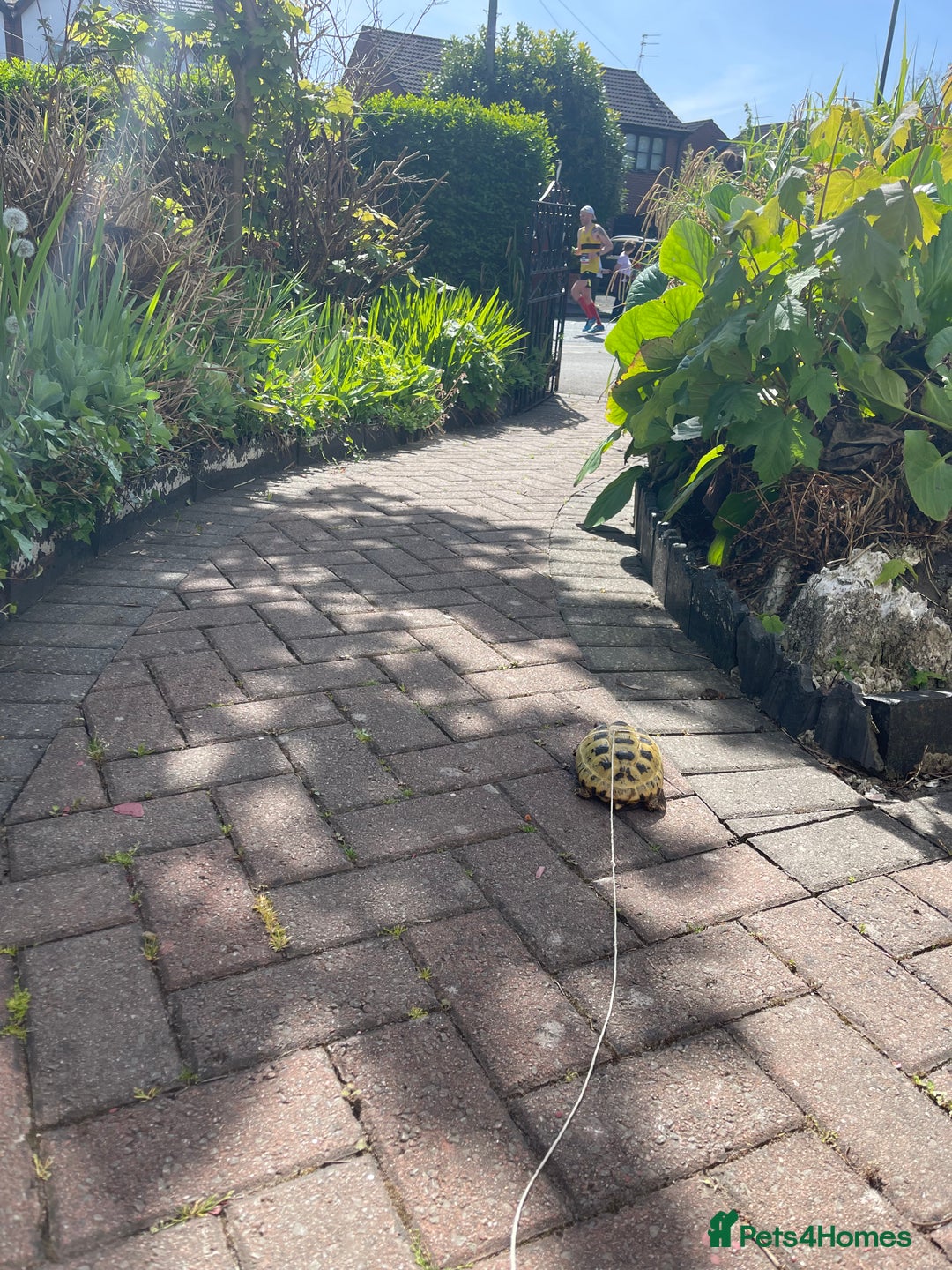 Tortoise reptiles for sale: Selling my beautiful Russian tortoise. - Image 8